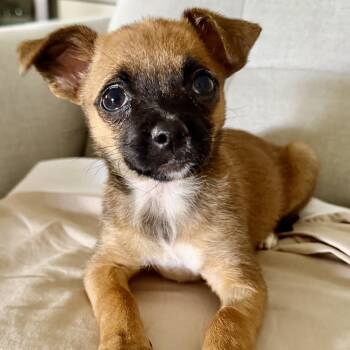 Roxie -  Chihuahua Dog for Adoption in Fort Collins, Colorado - Roxie | PetCurious