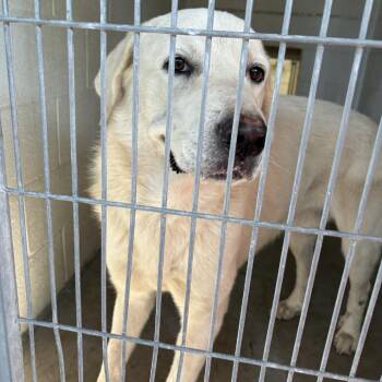 Casper -  Great Pyrenees Dog for Adoption in Buchanan Dam, Texas - Casper | PetCurious