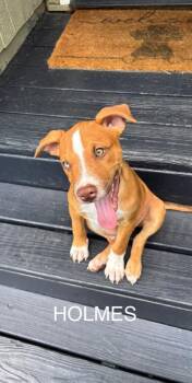 Holmes -  Coonhound and Mixed Breed Dog for Adoption in Parma, Ohio - Holmes | PetCurious