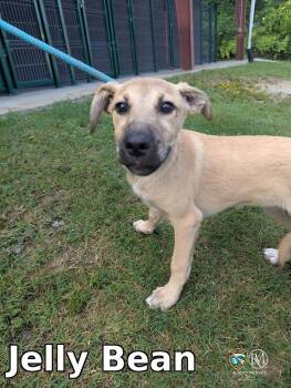 Jelly Bean -  Pit Bull Terrier Dog for Adoption in Rocky Mount, North Carolina - Jelly Bean | PetCurious