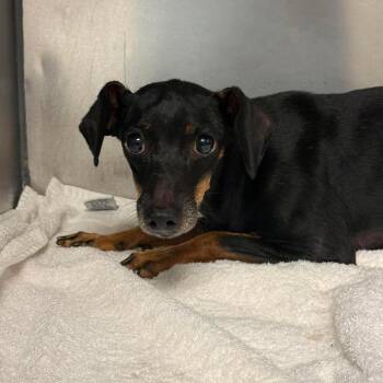 Trixie -  Dachshund and Mixed Breed Dog for Adoption in Martinsville, Virginia - Trixie | PetCurious