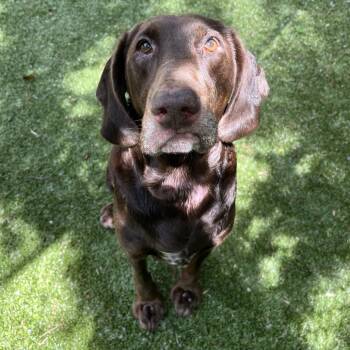 Eggie -  Spaniel and Hound Dog for Adoption in South Burlington, Vermont - Eggie | PetCurious