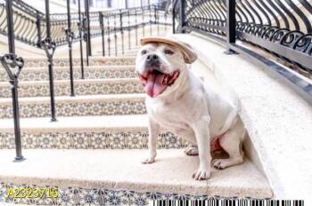 HATCH -  Mixed Breed Dog for Adoption in West Palm Beach, Florida - HATCH | PetCurious