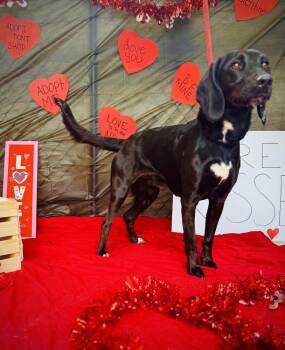 Hound Dogs Available for Adoption - Cash | PetCurious