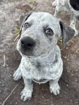 Layton -  Cattle Dog Dog for Adoption in Tallahassee, Florida - Layton | PetCurious