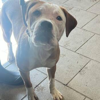 Mixed Breed Dogs Available for Adoption - Pitty Pat Stray Hold 2/16 | PetCurious