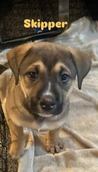 SKIPPER -  Mixed Breed Dog for Adoption in Toronto, Ontario - SKIPPER | PetCurious
