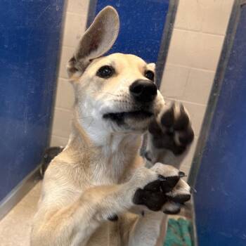 Layla -  German Shepherd Dog and Mixed Breed Dog for Adoption in Reno, Nevada - Layla | PetCurious