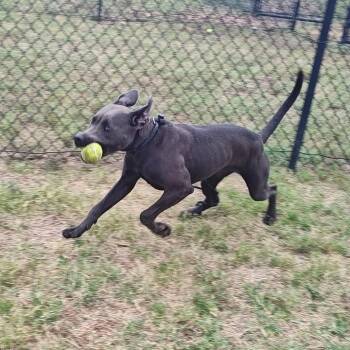 Petunia -  Pit Bull Terrier Dog for Adoption in Springdale, Arkansas - Petunia | PetCurious