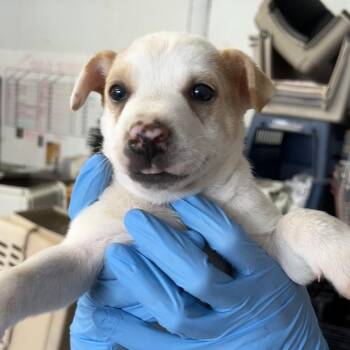 Mixed Breed Dogs Available for Adoption in Moab, Utah - Gene Hackman (Sunny) | PetCurious