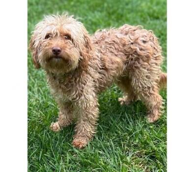 Lucky -  Havanese Dog for Adoption in Las Vegas, Nevada - Lucky | PetCurious