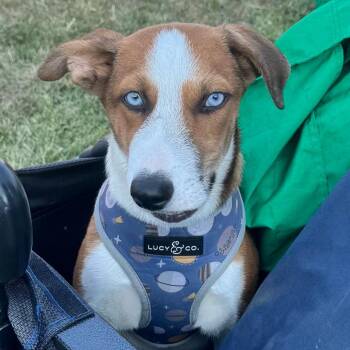 902 (2026) Benji -  Husky and Shepherd Dog for Adoption in Parker, Colorado - 902 (2026) Benji | PetCurious