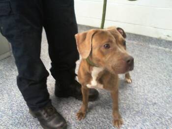 Pit Bull Terrier Dogs Available for Adoption - GRACIE | PetCurious