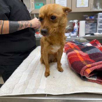 Rescue Chihuahua Dogs for Adoption in Galveston, Texas - Franny Fruit Bat | PetCurious