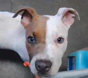 Pit Bull Terrier Dogs Available for Adoption in Tulsa, Oklahoma - BUMBLE | PetCurious