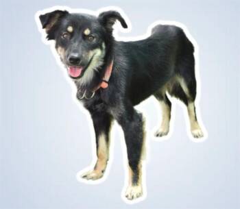 LILO -  Australian Shepherd and Mixed Breed Dog for Adoption in Sarasota, Florida - LILO | PetCurious