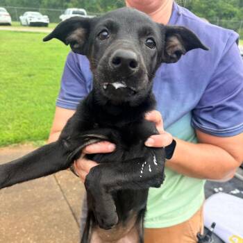 Tilly -  Mixed Breed Dog for Adoption in Corinth, Mississippi - Tilly | PetCurious