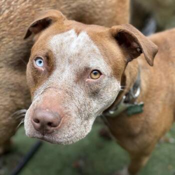 Cider -  Pit Bull Terrier Dog for Adoption in Groveland, Massachusetts - Cider | PetCurious