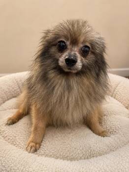 Buddy FH -  Pomeranian Dog for Adoption in Sanford, Florida - Buddy FH | PetCurious
