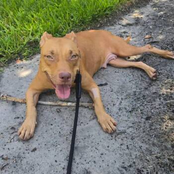 Brandi -  Mixed Breed Dog for Adoption in Gainesville, Florida - Brandi | PetCurious