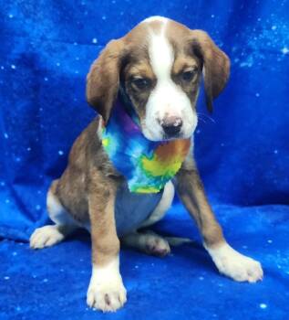 Hound and Labrador Retriever Dogs Available for Adoption - 260304  Howler | PetCurious