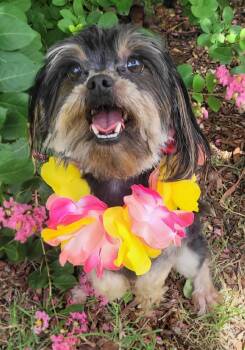 Mimi Adoption Pending -  Shih Tzu and Yorkshire Terrier Dog for Adoption in Vernon, Texas - Mimi Adoption Pending | PetCurious