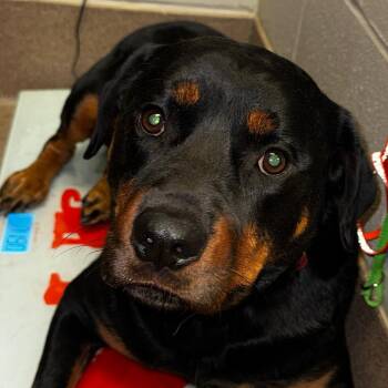 Rottweiler Dogs Available for Adoption in Hinesville, Georgia - Bronco | PetCurious
