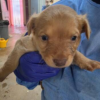 Catahoula Leopard Dog Dogs Available for Adoption - Clove | PetCurious