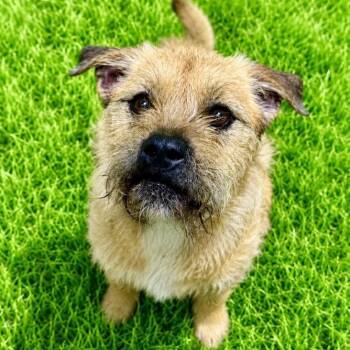 Rocco -  Terrier Dog for Adoption in Battle Creek, Michigan - Rocco | PetCurious