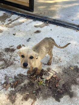 Rescue Mixed Breed Dogs for Adoption in Dallas, Texas - JILL | PetCurious