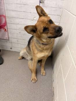 German Shepherd Dog and Mixed Breed Dogs Available for Adoption - PAPAYA | PetCurious