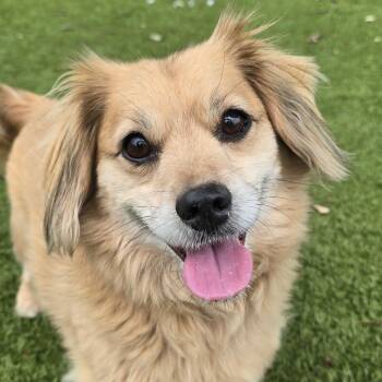 Berto -  Mixed Breed Dog for Adoption in Winston-salem, North Carolina - Berto | PetCurious