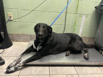 Rescue German Shepherd Dog and Labrador Retriever Dogs for Adoption in Grand Prairie, Texas - OZZY | PetCurious