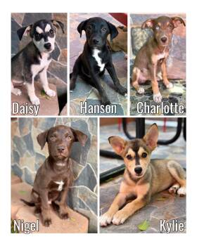 Huskey-Lab Mixes -  Husky and Labrador Retriever Dog for Adoption in Glendale, Arizona - Huskey-Lab Mixes | PetCurious