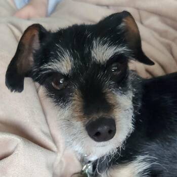 Terrier Dogs Available for Adoption in Calgary, Alberta - Tiara | PetCurious