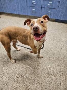 Harley -  American Staffordshire Terrier and Mixed Breed Dog for Adoption in Disputanta, Virginia - Harley | PetCurious