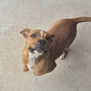 Reese -  Terrier Dog for Adoption in Birmingham, Alabama - Reese | PetCurious