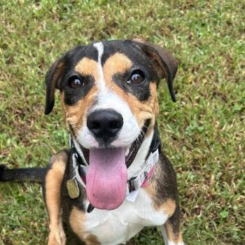 Speckle -  Mixed Breed Dog for Adoption in Auburn, Alabama - Speckle | PetCurious