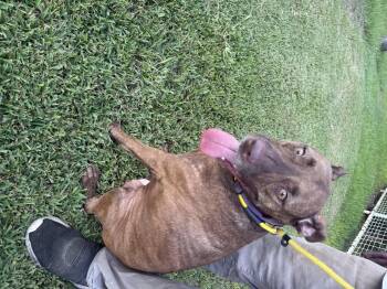 Strawberry shortcake -  American Staffordshire Terrier Dog for Adoption in Louise, Texas - Strawberry Shortcake | PetCurious
