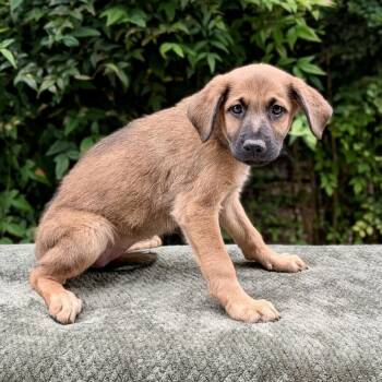 German Shepherd Dog and Retriever Dogs Available for Adoption in Tyrone, Georgia - Bahia 05-0912 | PetCurious
