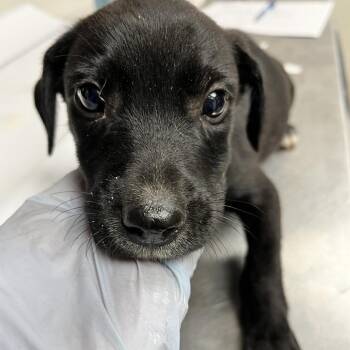 Fudge Ripple -  Mixed Breed Dog for Adoption in Morristown, Vermont - Fudge Ripple | PetCurious
