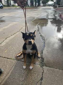 PEACHES -  Mixed Breed Dog for Adoption in Dallas, Texas - PEACHES | PetCurious