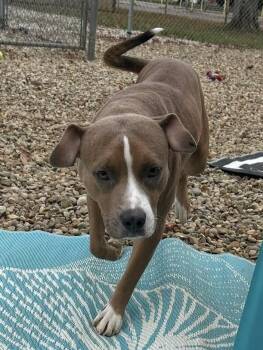 Rescue Pit Bull Terrier Dogs for Adoption in Ashland, Ohio - Ziggy | PetCurious