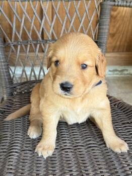 Blue  -  Golden Retriever Dog for Sale in Hackett, Arkansas - Blue  | PetCurious