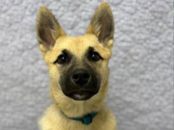 Fallon -  Siberian Husky and Shepherd Dog Available for Adoption in Portland, Oregon - Fallon | PetCurious
