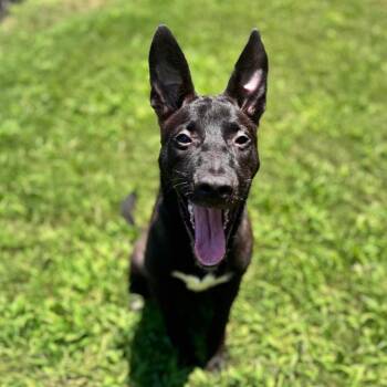 Dove -  Mixed Breed Dog for Adoption in Brownsboro, Alabama - Dove | PetCurious