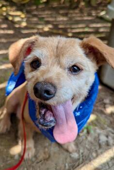 Shadow -  Terrier and Mixed Breed Dog for Adoption in Joppa, Alabama - Shadow | PetCurious