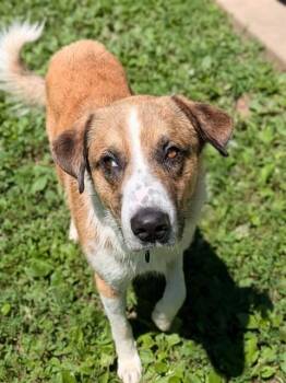 BOO -  German Shepherd Dog and Mixed Breed Dog for Adoption in St. Peters, Missouri - BOO | PetCurious