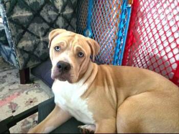 Bluey -  Labrador Retriever and Mixed Breed Dog for Adoption in Lowell, Massachusetts - Bluey | PetCurious