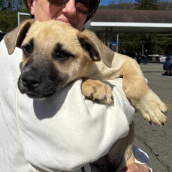 Treeing Walker Coonhound and Mixed Breed Dogs Available for Adoption in Stormville, New York - NY Lakely Avail Apr 25 (Tractor Supply Patterson) | PetCurious